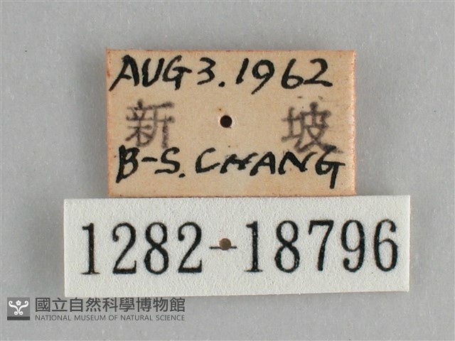 遷粉蝶、淡黃蝶藏品圖，第3張