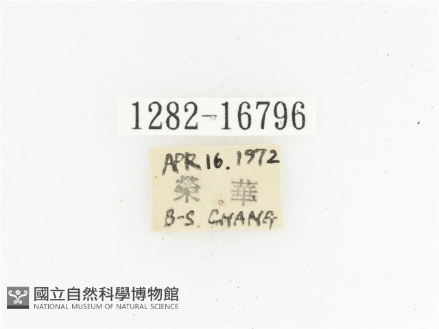 偽橫斑黑花金龜藏品圖，第2張