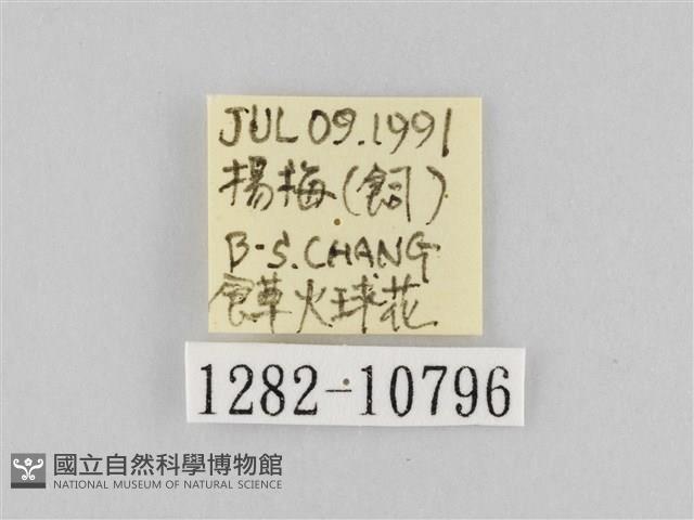 斜紋夜盜蛾藏品圖，第3張