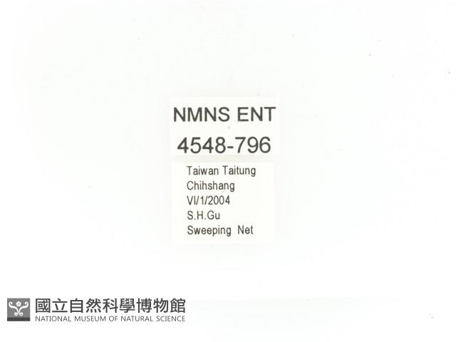 金艷騷金龜藏品圖，第2張