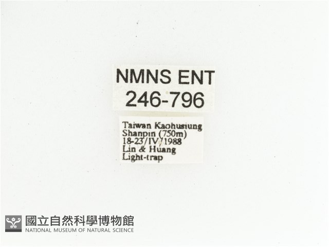 艷金龜藏品圖，第2張