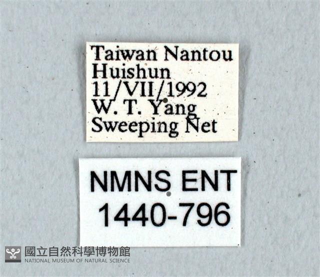 青帶鳳蝶藏品圖，第3張