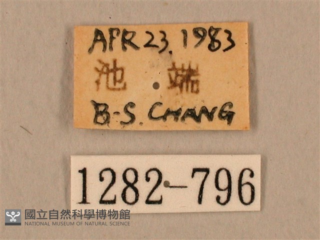 臺灣鷹翅天蛾藏品圖，第3張