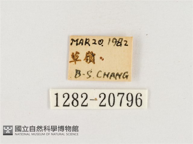 淺色眉眼蝶藏品圖，第3張