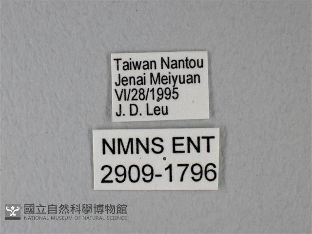 異粉蝶、雌白黃蝶藏品圖，第3張