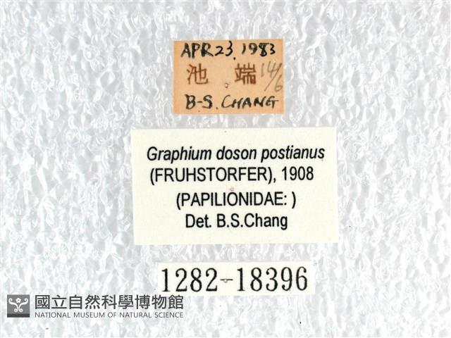 木蘭青鳳蝶藏品圖，第3張