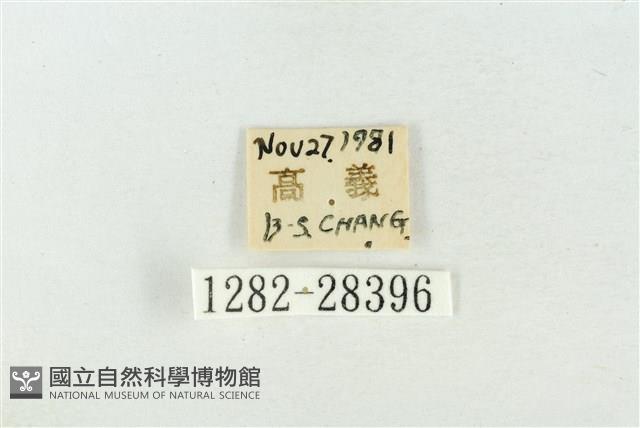 印華波紋蛾藏品圖，第3張