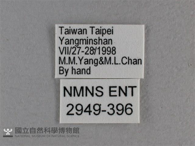 白斑弄蝶藏品圖，第3張