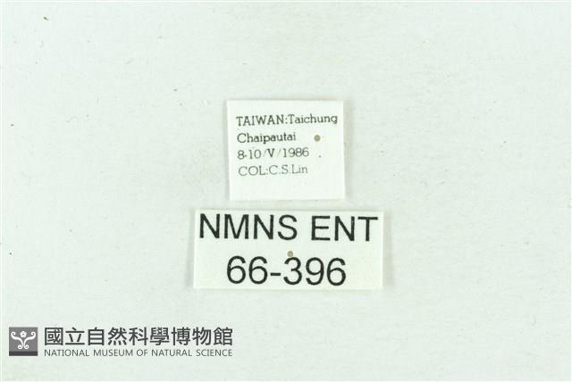 菊池污燈蛾藏品圖，第3張