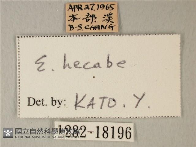 荷氏黃蝶藏品圖，第3張