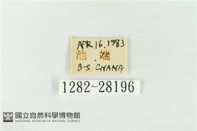 連珠波紋蛾藏品圖，第3張