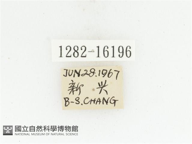 絨毛陷紋金龜藏品圖，第2張