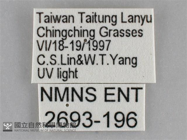 雙黃條天蛾藏品圖，第3張