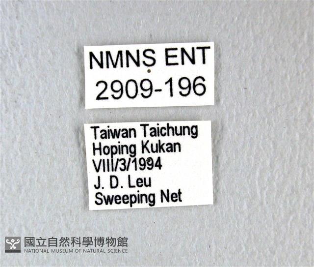 麝鳳蝶藏品圖，第3張