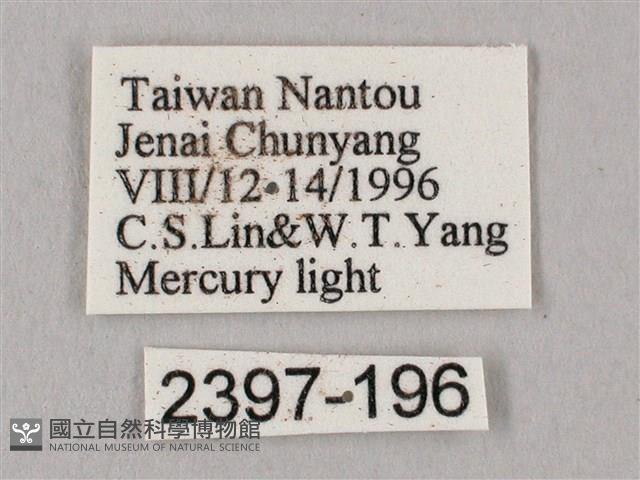 直翅六點天蛾藏品圖，第3張