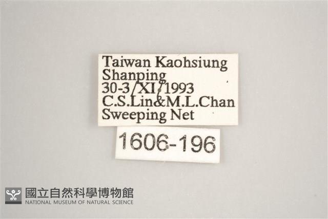 藍灰蝶沖繩亞種藏品圖，第3張