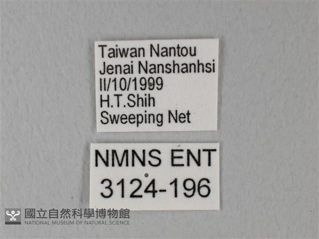 緣點白粉蝶藏品圖，第3張