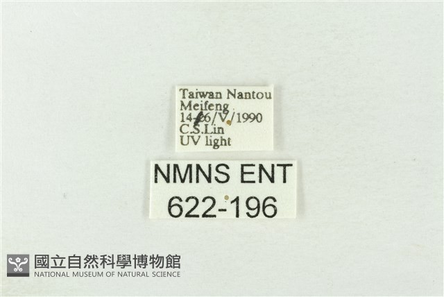 棍棒污燈蛾藏品圖，第3張