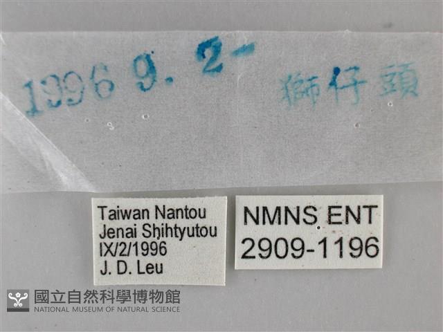 黃紋孔弄蝶藏品圖，第3張