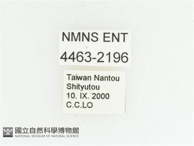 偽橫斑黑花金龜藏品圖，第2張