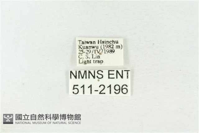 棍棒污燈蛾藏品圖，第3張