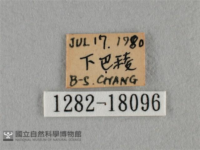 細灰蝶藏品圖，第3張