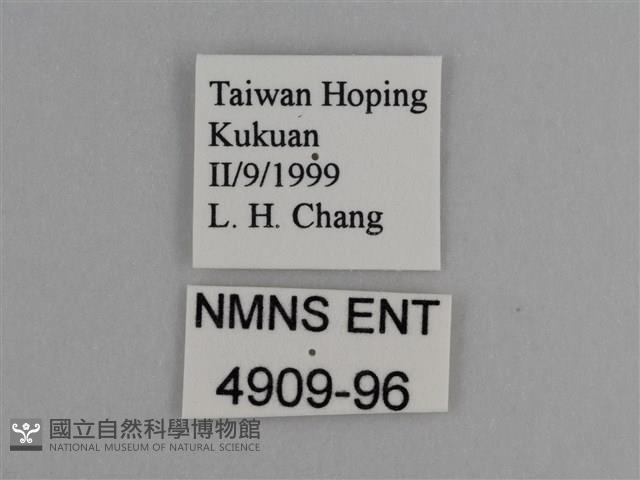 豔粉蝶藏品圖，第3張