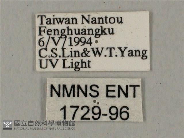 鋸線天蛾藏品圖，第3張