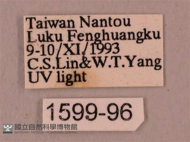 直翅六點天蛾藏品圖，第3張