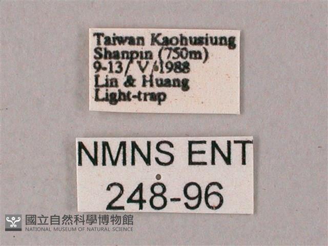 臺灣白肩天蛾藏品圖，第3張