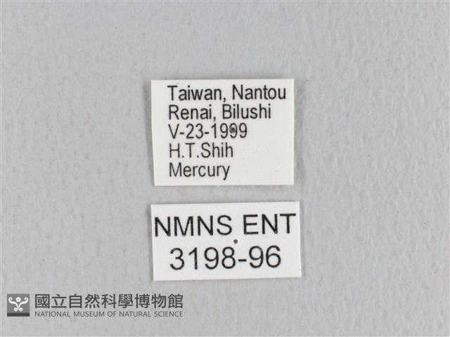 月斑枯葉蛾藏品圖，第3張