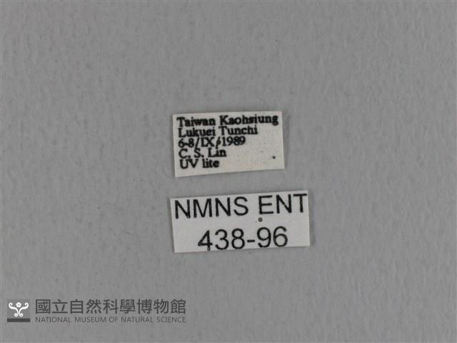 青枯葉蛾藏品圖，第3張