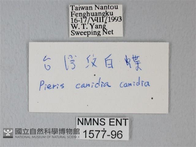 緣點白粉蝶藏品圖，第3張