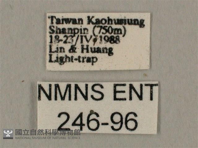 斜線天蛾藏品圖，第3張