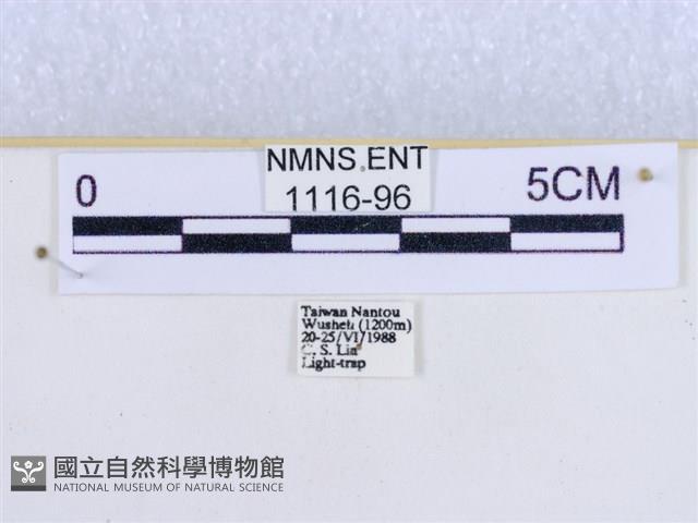 粉蝶燈蛾藏品圖，第3張