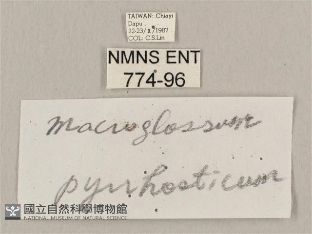 黃斑長喙天蛾藏品圖，第3張