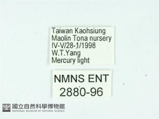 長腳大織蛾藏品圖，第3張