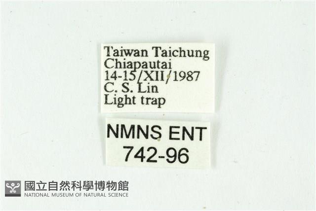 白斑散紋夜蛾藏品圖，第3張