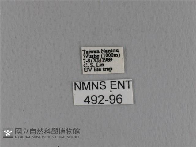 青枯葉蛾藏品圖，第3張