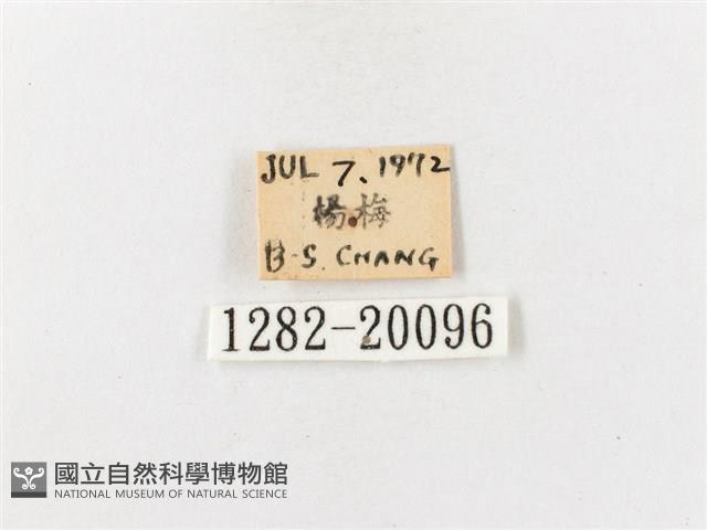 茶帶螢斑蛾藏品圖，第3張