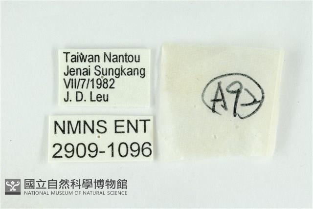 霓彩燕灰蝶藏品圖，第3張