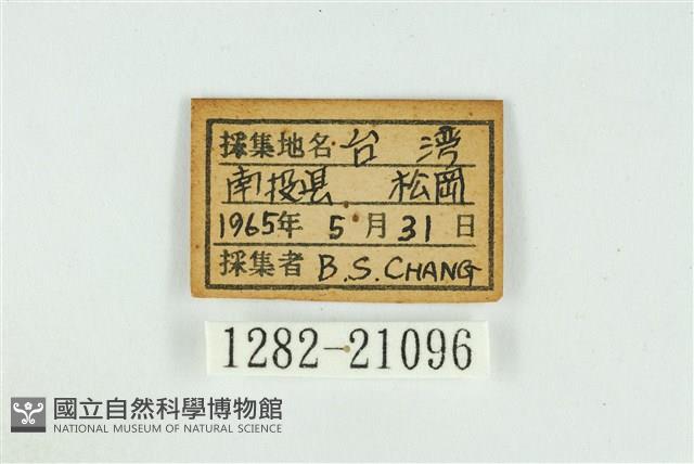 白腹青灰蝶藏品圖，第3張