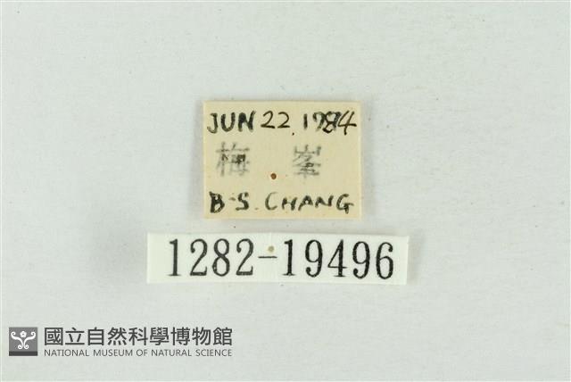 臺洒波紋蛾藏品圖，第3張