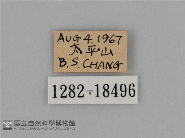 圓翅鉤粉蝶藏品圖，第3張