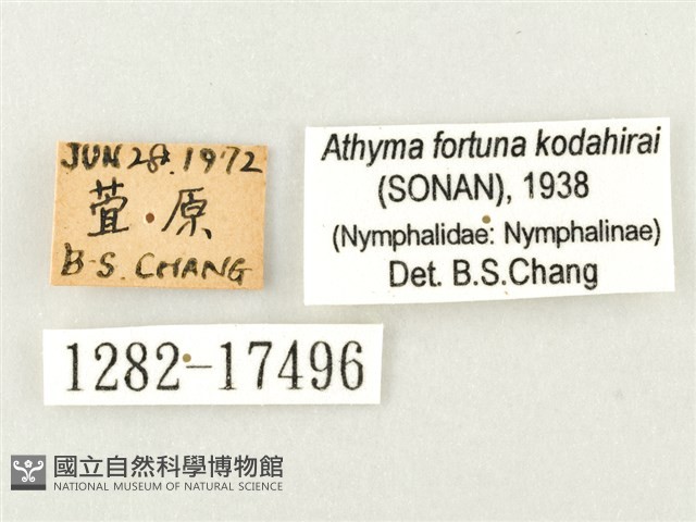幻紫線蛺蝶藏品圖，第3張