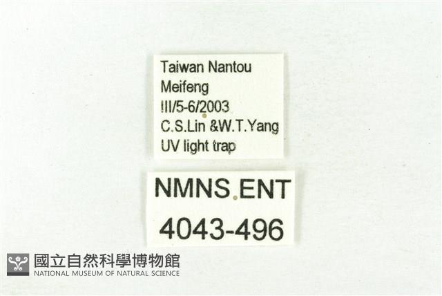 樹形尺蛾藏品圖，第3張