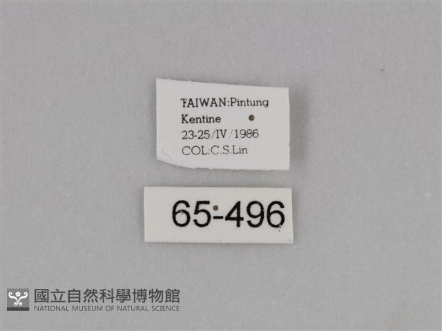 亮色黃蝶藏品圖，第3張