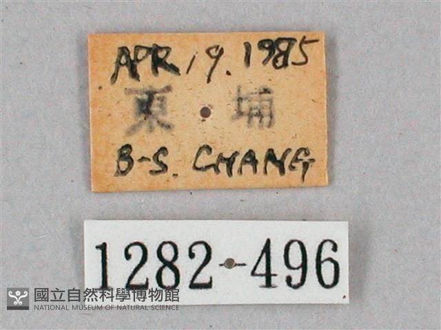 盾天蛾藏品圖，第3張