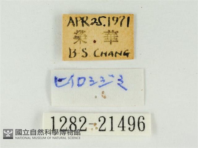 玳灰蝶藏品圖，第3張