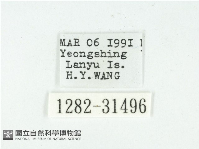 叉紋閃舞蛾藏品圖，第3張